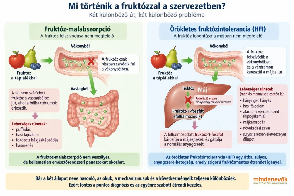 Fruktóz-malabszorpció és örökletes fruktózintolerancia (HFI) közötti különbség