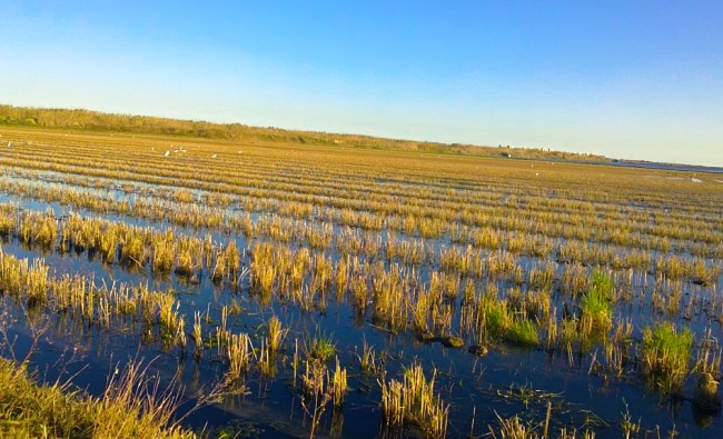 valencia gasztrotúra – rizsföldek az Albufera lagúnánál