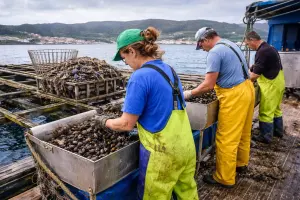 Galíciában a friss tengeri alapanyagok a halakon kívül a fekete kagyló, ami jellemzző erre a területre.