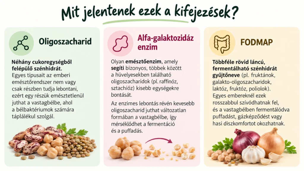 Oligoszacharid, alfa-galaktozidáz enzim és FODMAP – fogalommagyarázat